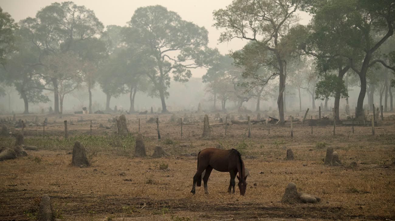 Incendios en Amazonas y Pantanal Brasil