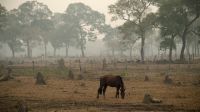 Incendios en Amazonas y Pantanal Brasil 20201015