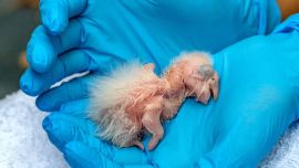 Se trata de los tres primeros pichones de esta ave nacidos en Argentina en el último siglo y medio. la luz en la Argentina eenieron