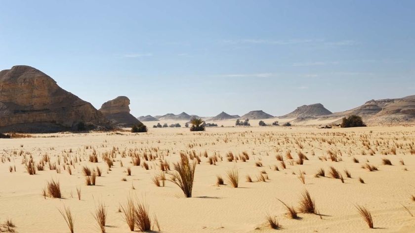 Descubren millones de árboles en el "desierto" del Sahara