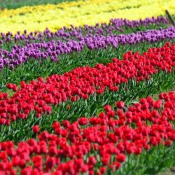 Durante fines de octubre y principios de noviembre los tulipanes florecen en Trevelin, Chubut, ofreciendo la imagen más colorida de la Patagonia.