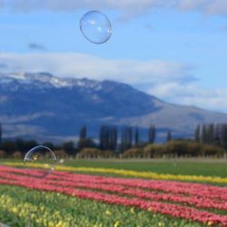 Durante fines de octubre y principios de noviembre los tulipanes florecen en Trevelin, Chubut, ofreciendo la imagen más colorida de la Patagonia.