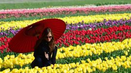 2110_TULIPANES_TREVELIN