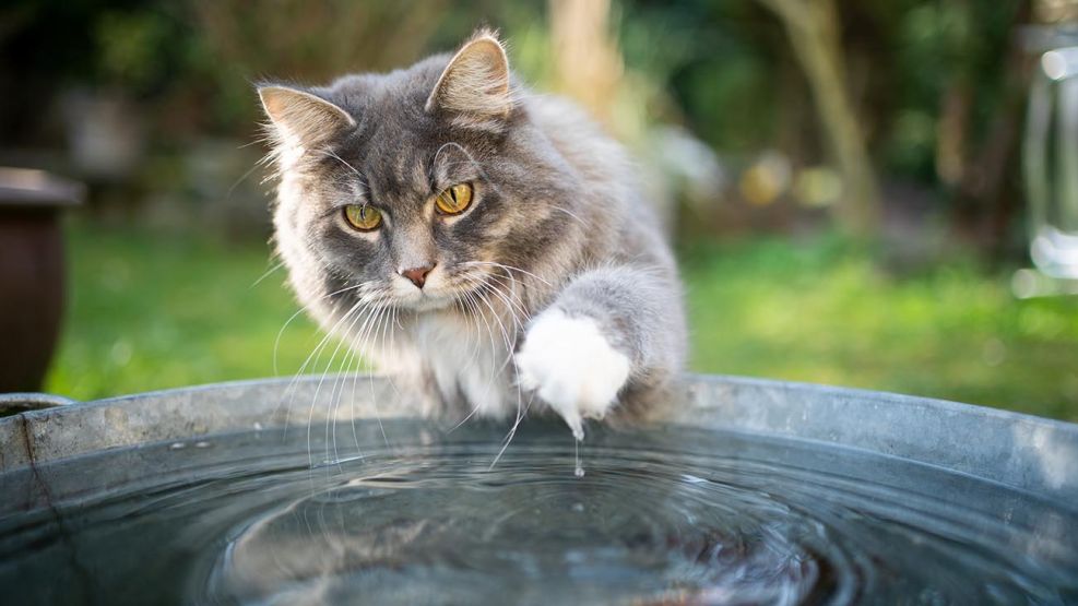 gatos en contacto con agua,  20201021