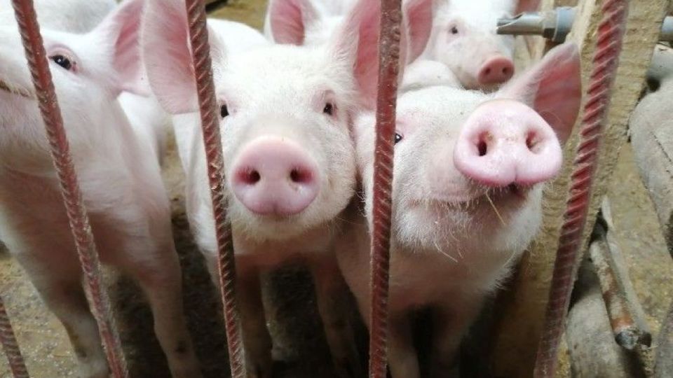 Cuáles son las 5 claves que relacionan la alimentación y el cambio climático Perfil Cuáles son las 5 claves que relacionan la alimentación y el cambio climático Perfil