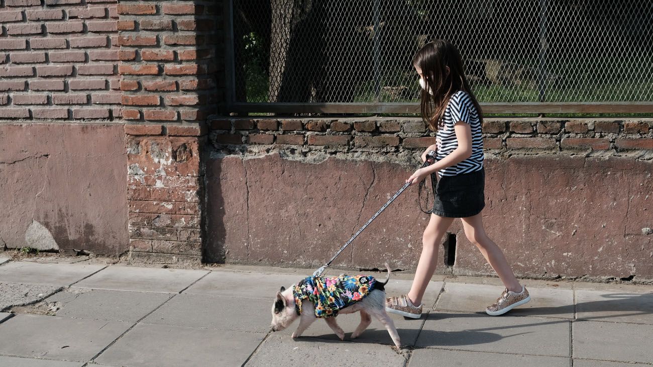 Clotilde, la cerdita mascota.