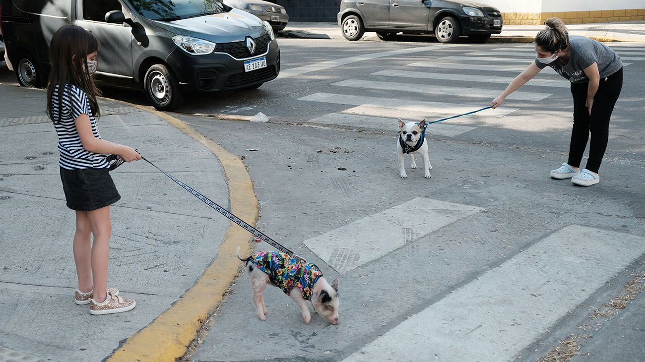 Clotilde, la cerdita mascota.