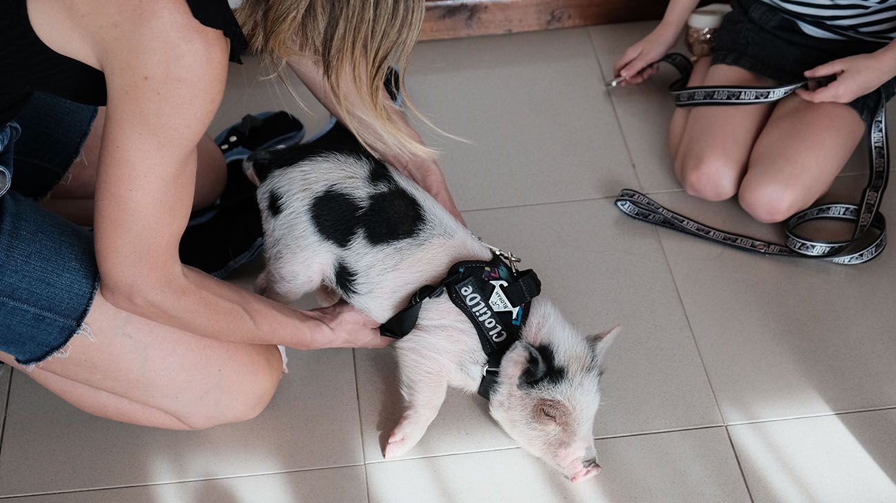 Clotilde, la cerdita mascota.