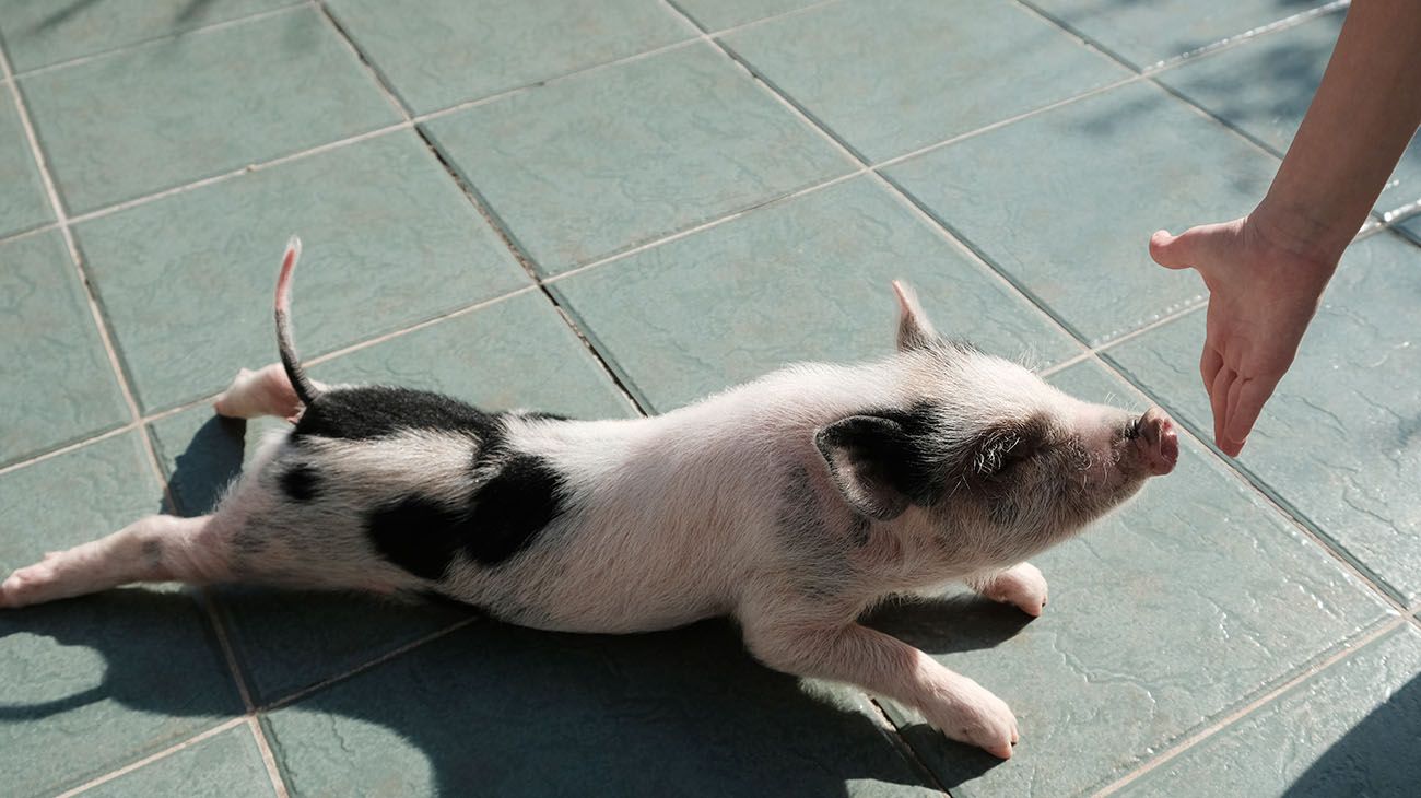 Clotilde, la cerdita mascota.