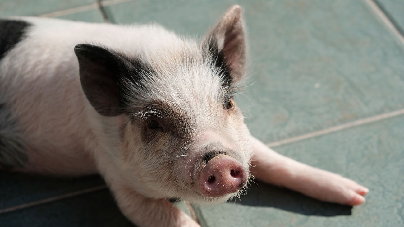 Clotilde, la cerdita mascota.