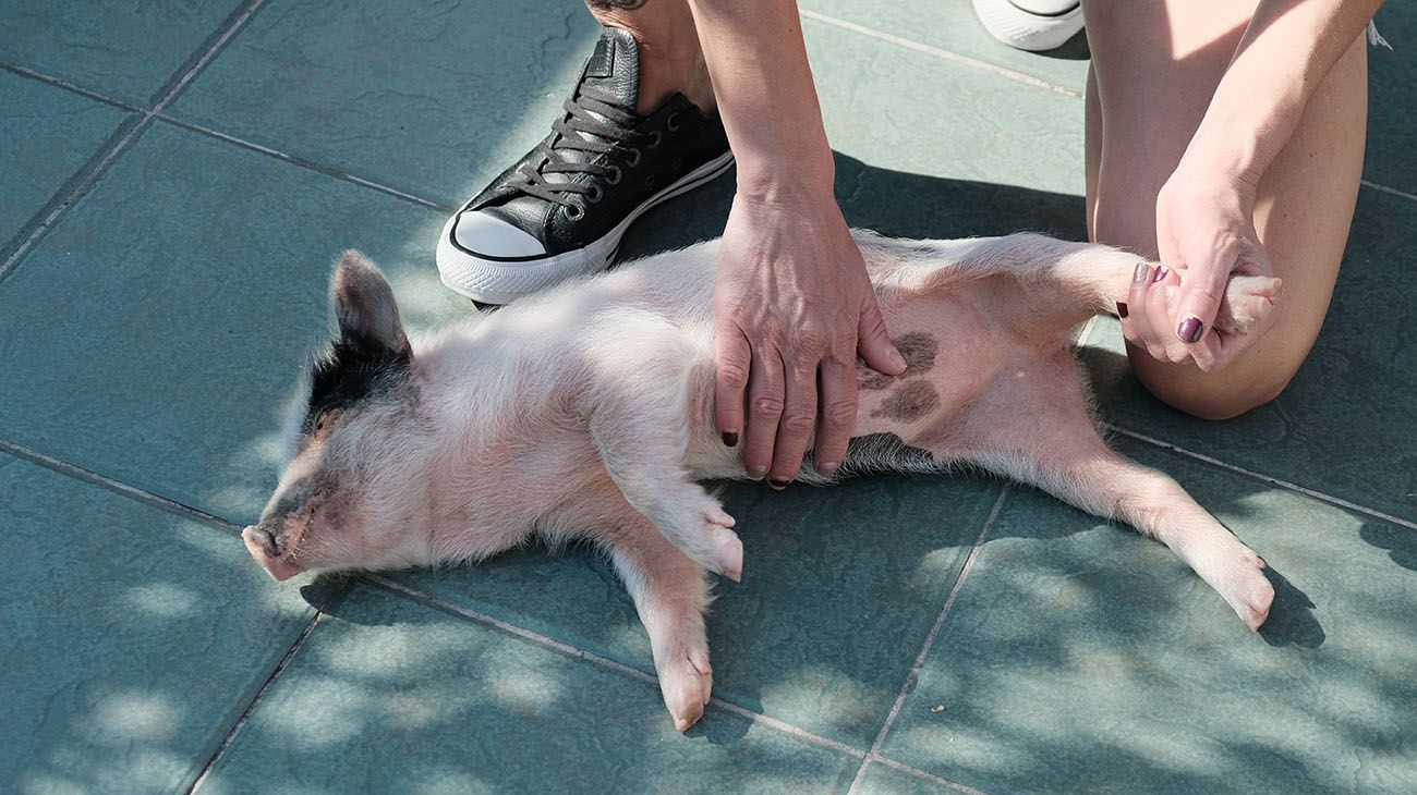 Clotilde, la cerdita mascota.