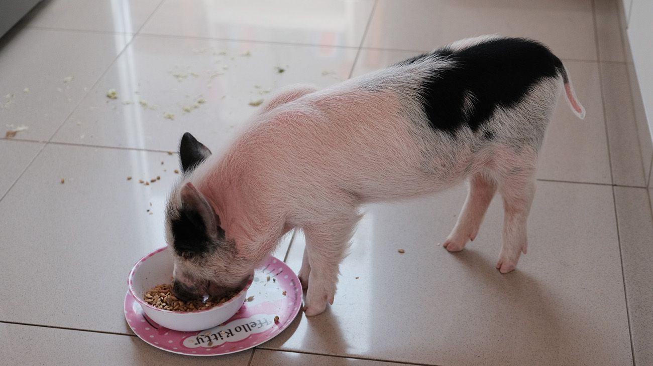 Clotilde, la cerdita mascota.