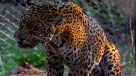 La hembra que se encontraba cautiva responde al nombre de Tania.