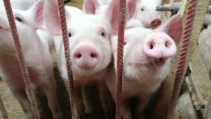 Granjas de cerdos: las protestas dilataron el acuerdo del Gobierno con China