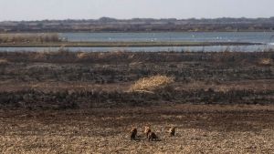 This file picture taken on August 4, 2020, show wild boars running on dry wetland in the Paraná River Delta in Entre Ríos Province, near the city of Rosario, Santa Fe Province. 