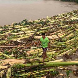 Un residente pasa junto a los plátanos arrancados de raíz que fueron arrastrados a la orilla de un río después de que el tifón Molave azotara la ciudad de Pola, provincia de Mindoro Oriental. | Foto:Erik De Castro / AFP