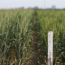 Wheat, genetically modified by the Bioceres agricultural biotechnology company (taller plants on left), are seen next to natural wheat in an experimental field in Pergamino, on October 15, 2020. 