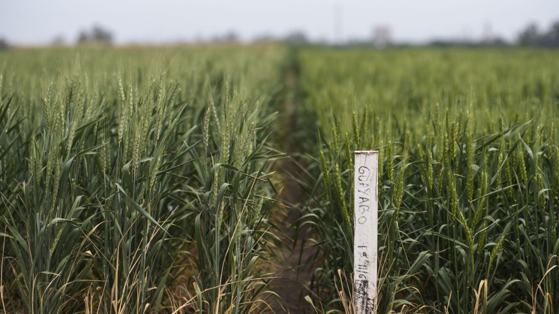 Wheat, genetically modified by the Bioceres agricultural biotechnology company (taller plants on left), are seen next to natural wheat in an experimental field in Pergamino, on October 15, 2020. 