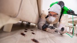 A pesar de su diminuto tamaño, las cucarachas son uno de los insectos más veloces del mundo.