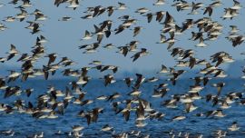 Cientos de ejemplares de patos cabeza negra, picazo y capuchino, entre tantas otras especies de aves, arriban a la zona en la primavera.
