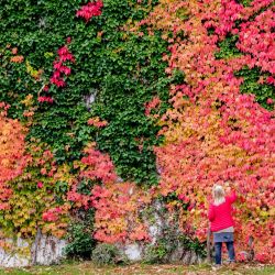 Berlín: una mujer recoge hojas de una pared decorada con hojas de colores brillantes en la Cancillería Federal. | Foto:Christoph Soeder / dpa