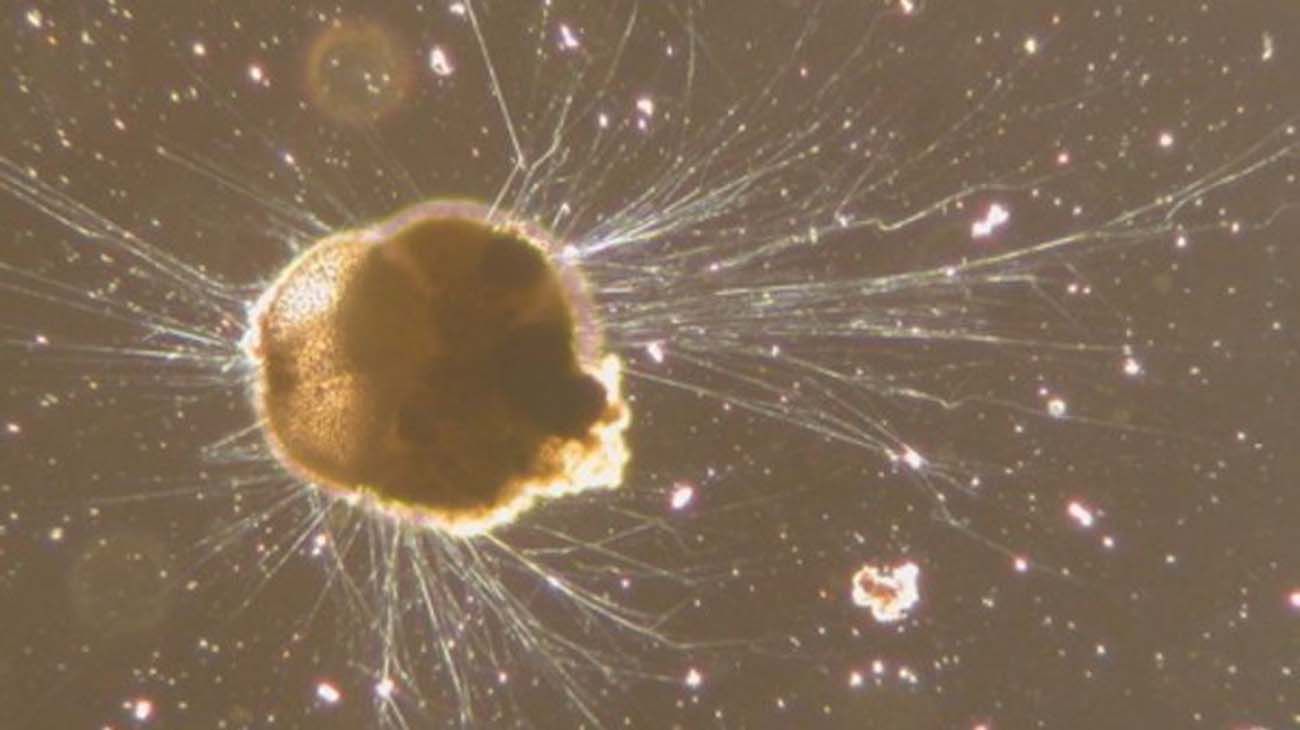 "Reconstruyen un antiguo clima análogo del previsto en siglos venideros"