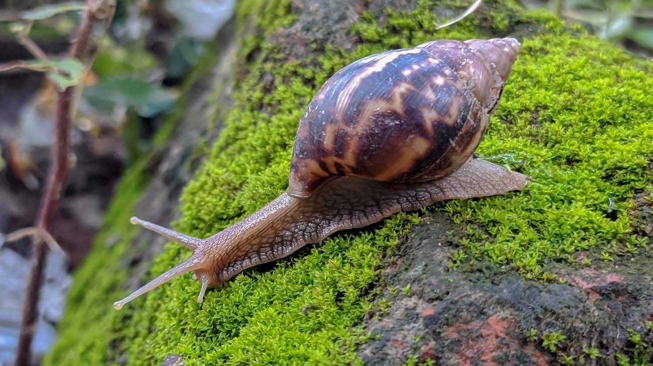 "Reconstruyen un antiguo clima análogo del previsto en siglos venideros"