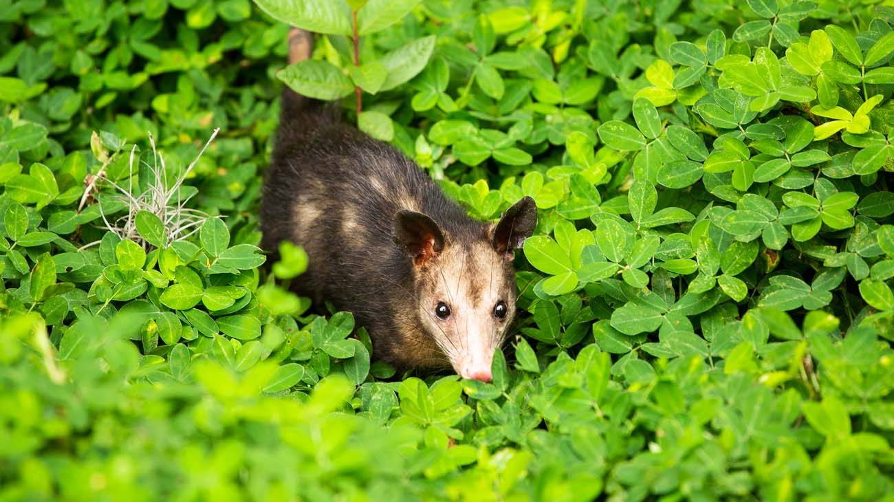 "Reconstruyen un antiguo clima análogo del previsto en siglos venideros"