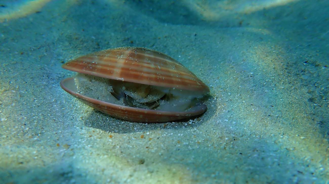 "Reconstruyen un antiguo clima análogo del previsto en siglos venideros"