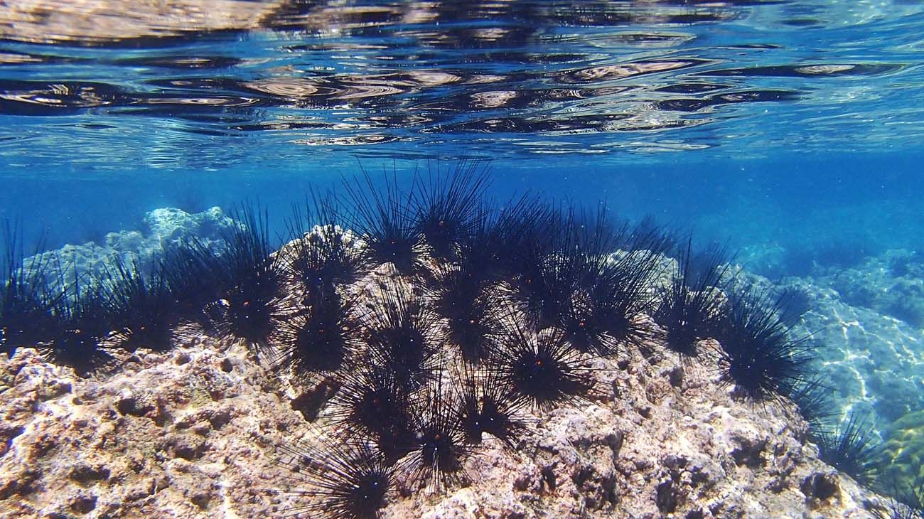 "Reconstruyen un antiguo clima análogo del previsto en siglos venideros"