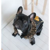 Dog Fashion Argentina