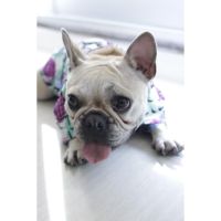 Dog Fashion Argentina