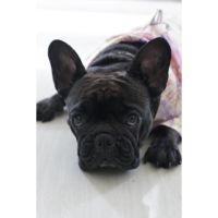 Dog Fashion Argentina
