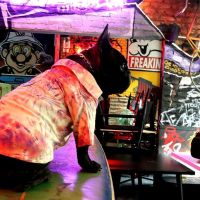 Dog Fashion Argentina