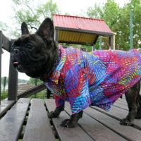 Dog Fashion Argentina