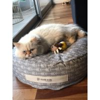 Pequeño Retoño