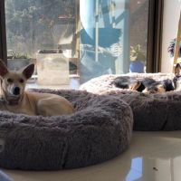 Pequeño Retoño
