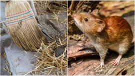 Qué medidas tomar para estar prevenidos del hantavirus