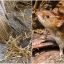 2710_hantavirus