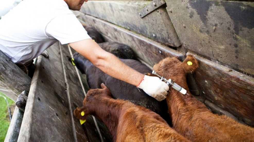 Vacunación contra la fiebre aftosa.