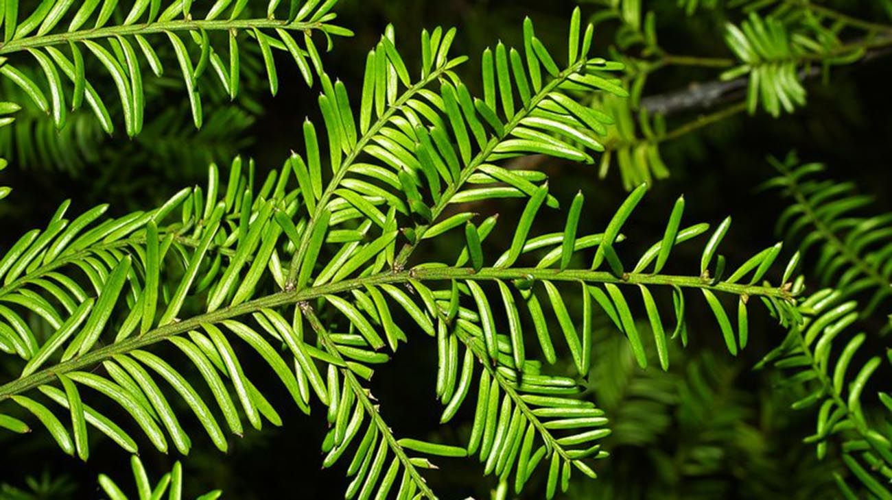 Nueva Zelanda plantas y bosques