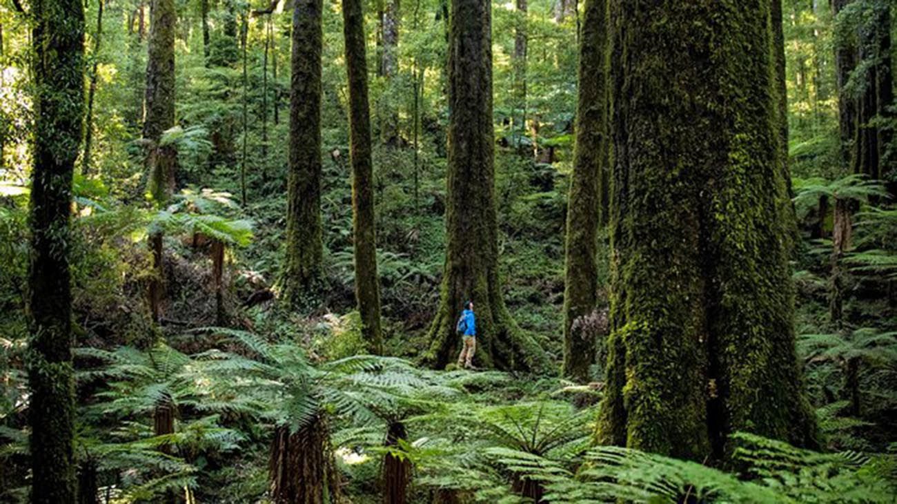Nueva Zelanda plantas y bosques