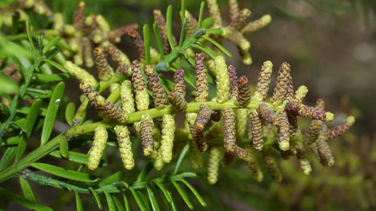 Nueva Zelanda plantas y bosques