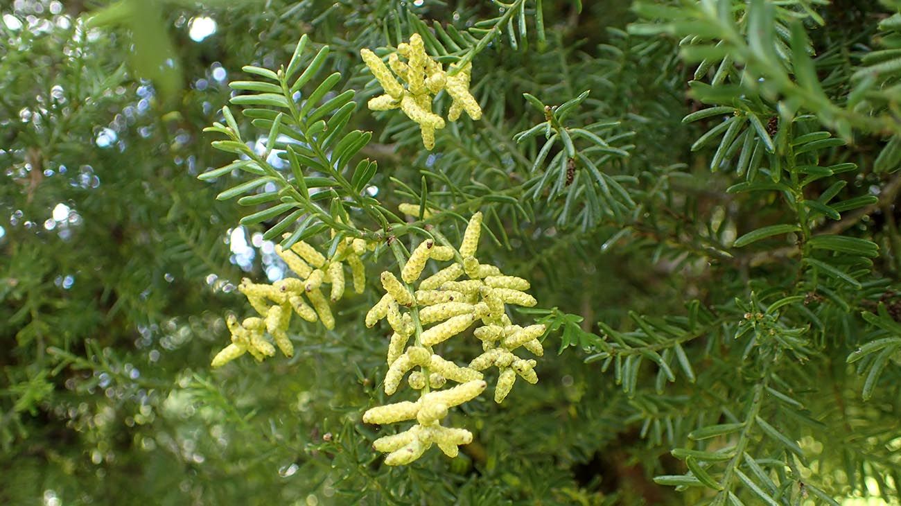 Nueva Zelanda plantas y bosques