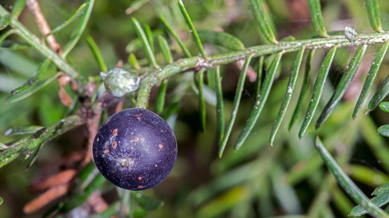 Nueva Zelanda plantas y bosques