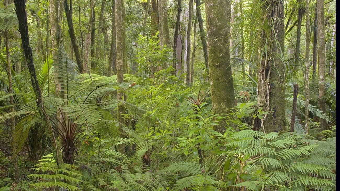 Nueva Zelanda plantas y bosques