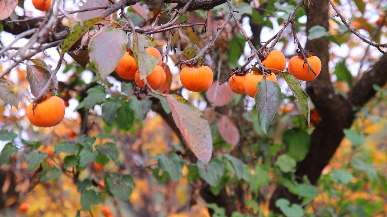 Nueva Zelanda plantas y bosques