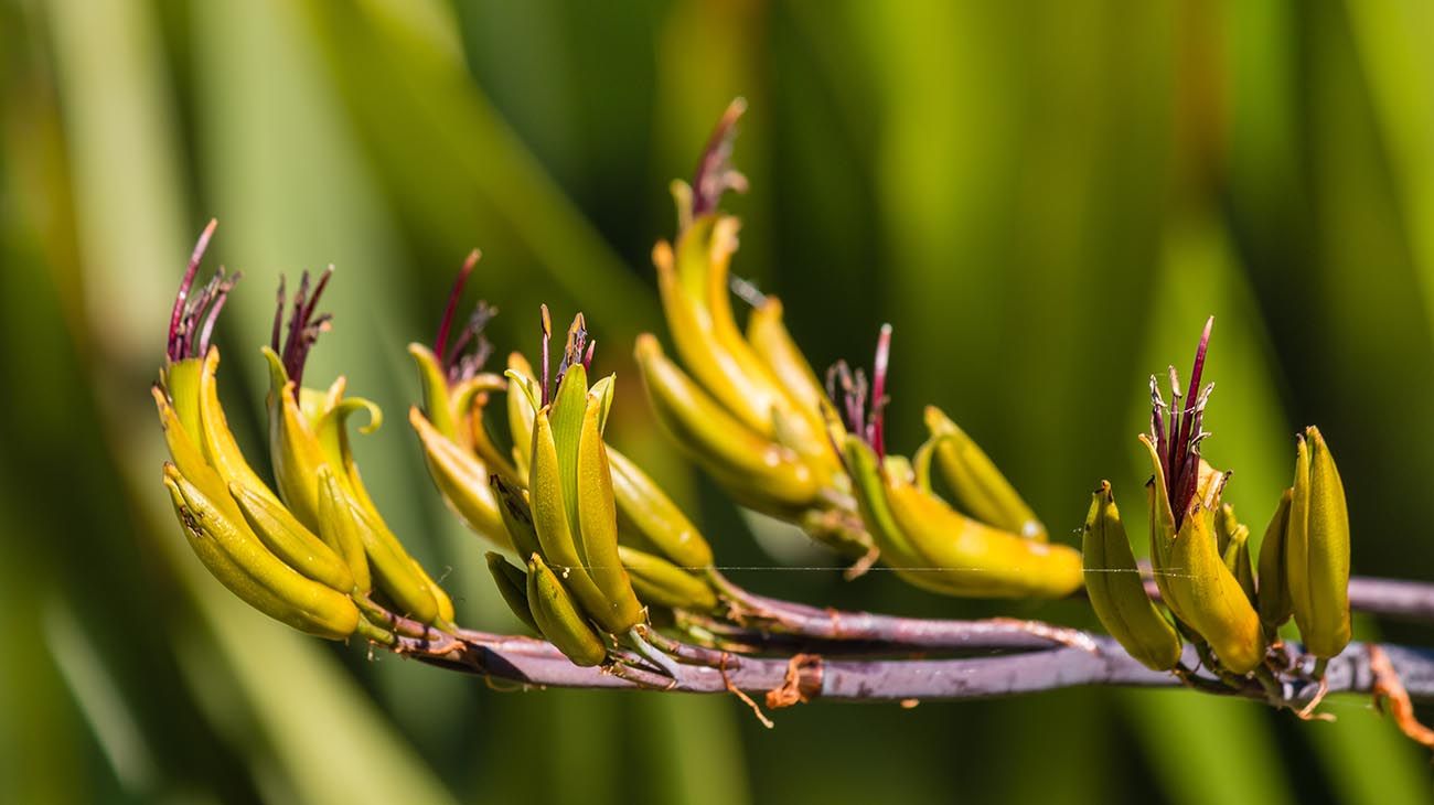 Nueva Zelanda plantas y bosques