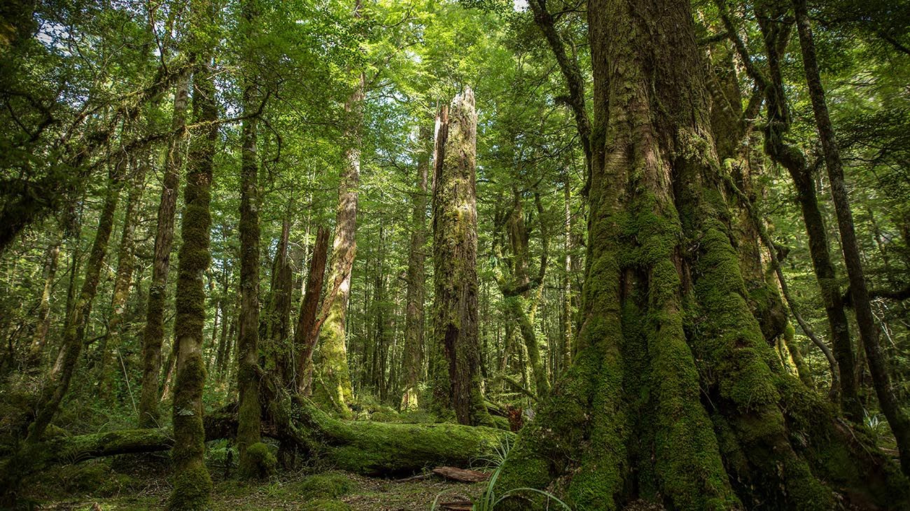 Nueva Zelanda plantas y bosques