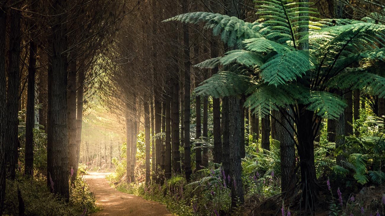 Nueva Zelanda plantas y bosques